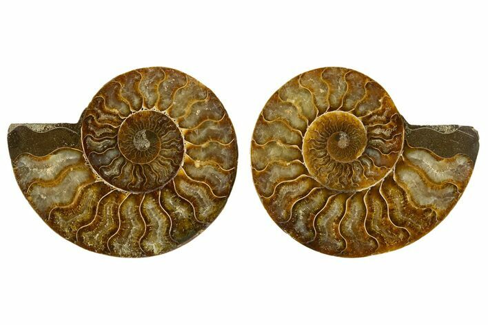 Cut & Polished, Agatized Ammonite Fossil - Madagascar #308136